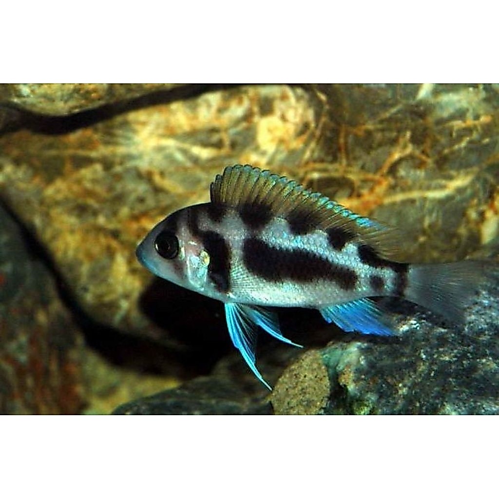 Frontosa Black Widow | Frontosa BW | Frontosa Cichlid | Cichlid Afrika