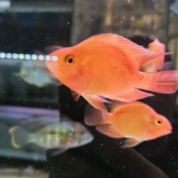 Hiasan Aquarium  Red Perrot size 5-10cm Random