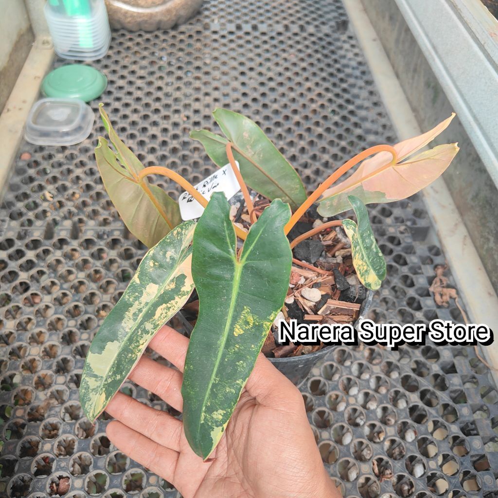 Tanaman Hias Philodendron Black Bilvar X Billie Variegated Variegata Varigata Billitiae Bilitiae Bla