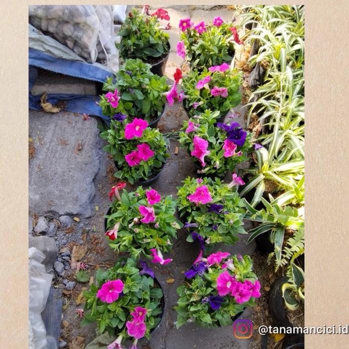 Tanaman hias gantung berbunga mix ungu pink merah bunga petunia real pict