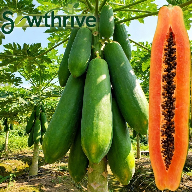 30 Biji Benih Pepaya Jumbo Siap Tanam Biji Pepaya Raksasa Kingsland Giant Papaya Benih Tanaman Buah 
