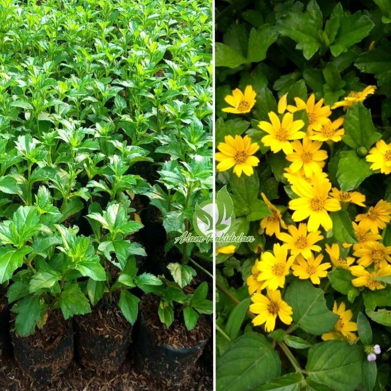 Bibit Bunga Matahari Mini / Tanaman Hias Sunflower Matahari Mini ( Beli 7 Gratis 1 ) -D.T