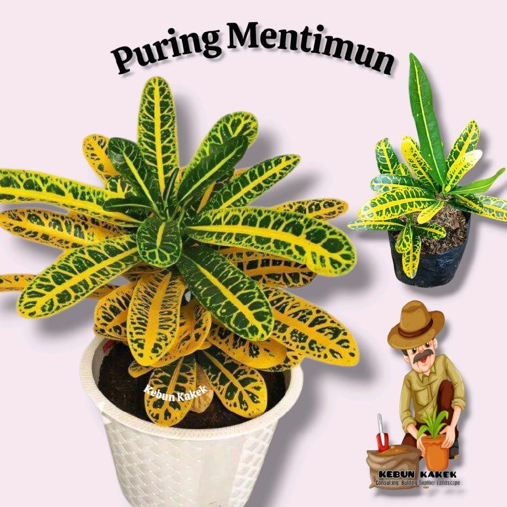 Puring Mentimun / Tanaman Puring Timun / Tanaman Hias Puring Kuning / Pohon Puring Kuning Pot