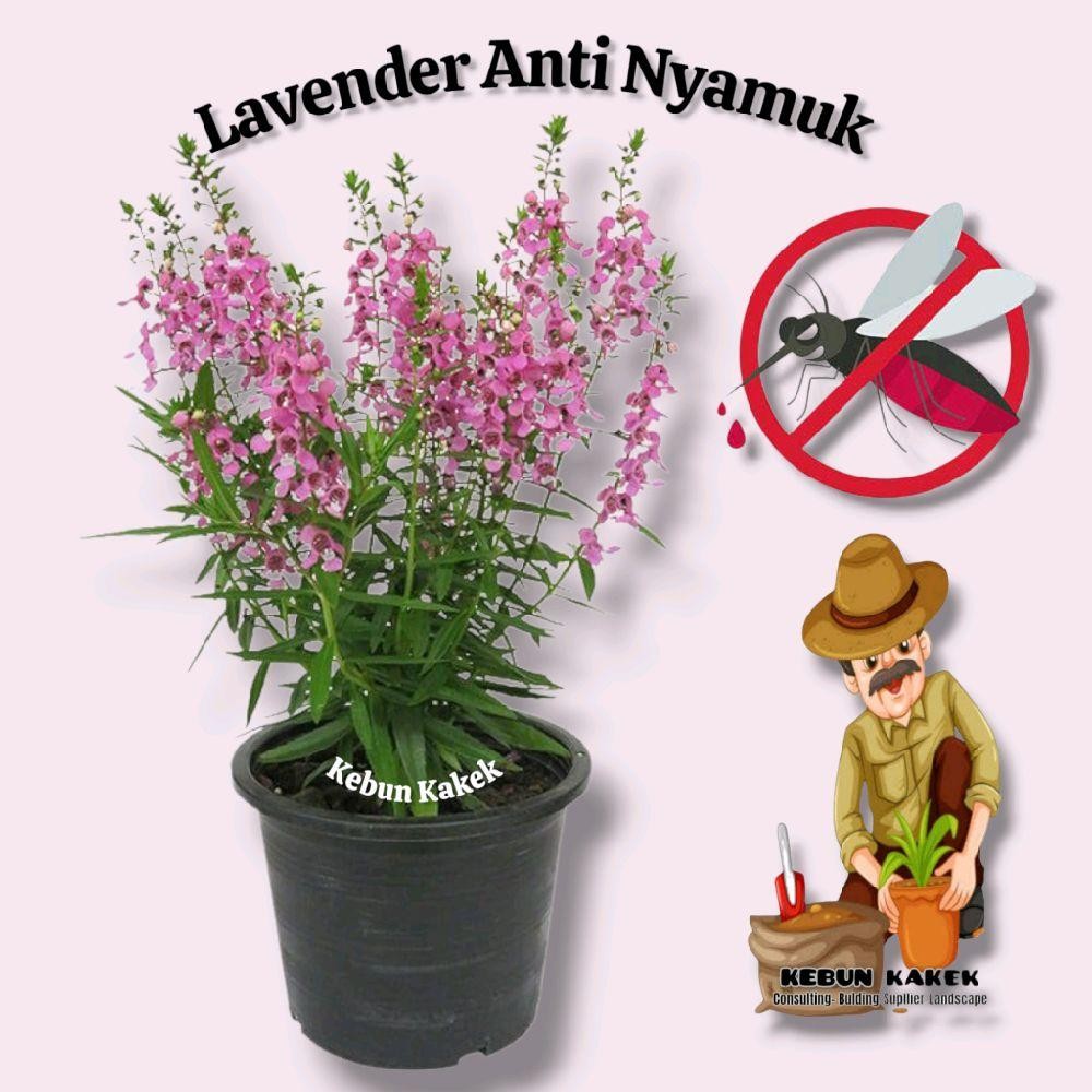 Lavender Anti Nyamuk / Tanaman Lavender / Tanaman Hias Lavender / Bibit Tanaman Lavender
