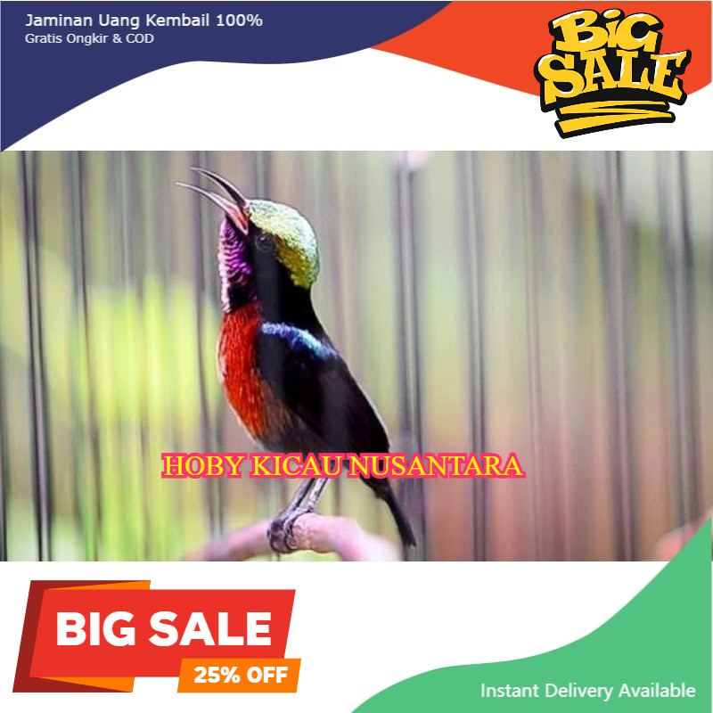 Kolibri Ninja Gacoran Full Set Sangkar