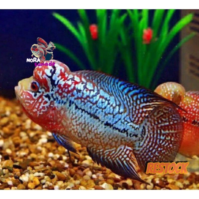 A Burayak lohan kamfa x gb 3-8cm f1 louhan bonus pakan | kebutuhan aquarium BELI10BONUS1 A 1