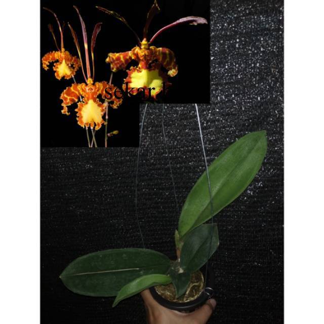 Anggrek Import Psychopsis Mariposa Dewasa SIAP BUNGA