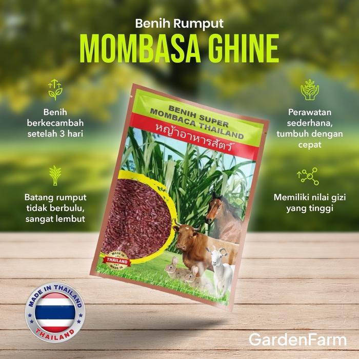 [KIMIKU STORE] GARDENFARM - BENIH RUMPUT UNGGUL SUPER MOMBACA/MOMBACA GHINE - BIBIT RUMPUT SUPER MOM