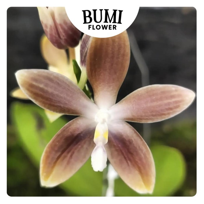 Phalaenopsis speciosa fma. brunneola 'Blue Coffee x Dark Coffee' - Bumi Orchids Anggrek Koleksi