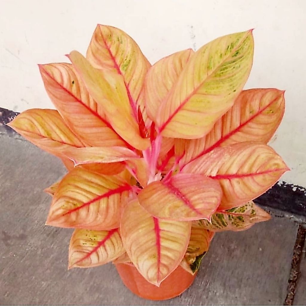 Tanaman Hias Aglonema Golden Krisna Bunga Hias Aglonema Aglaonema Golden Krisna Anakan Murah Merah B