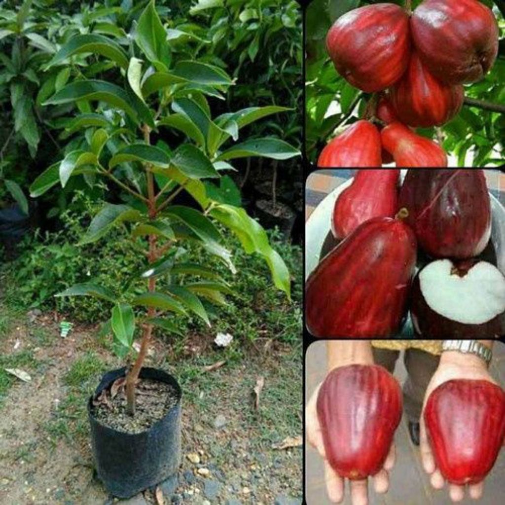 Bibit jambu bol Jamaika (cangkok) batang besar tinggi 2 meter