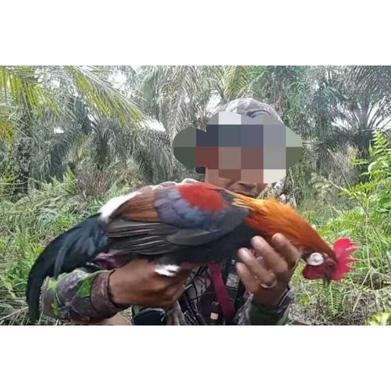 40 LOBANG RACIK AYAM HUTAN JERAT AYAM 20 TIANG TANCAP JEBAKAN AYAM HUTAN JARING AYAM ORI TAHAN PUTUS