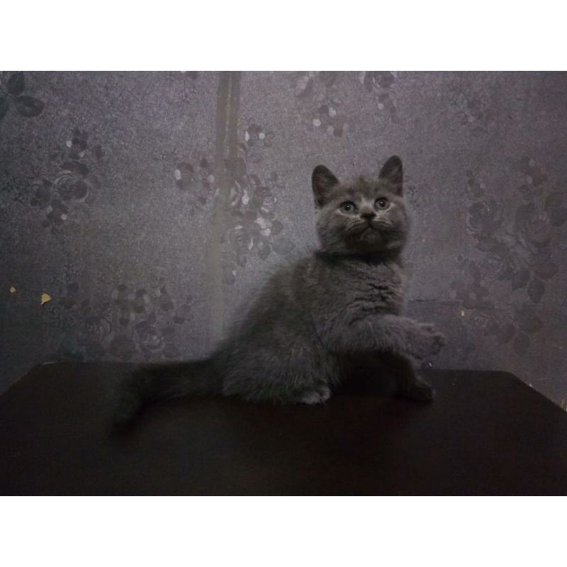 kucing British lucu