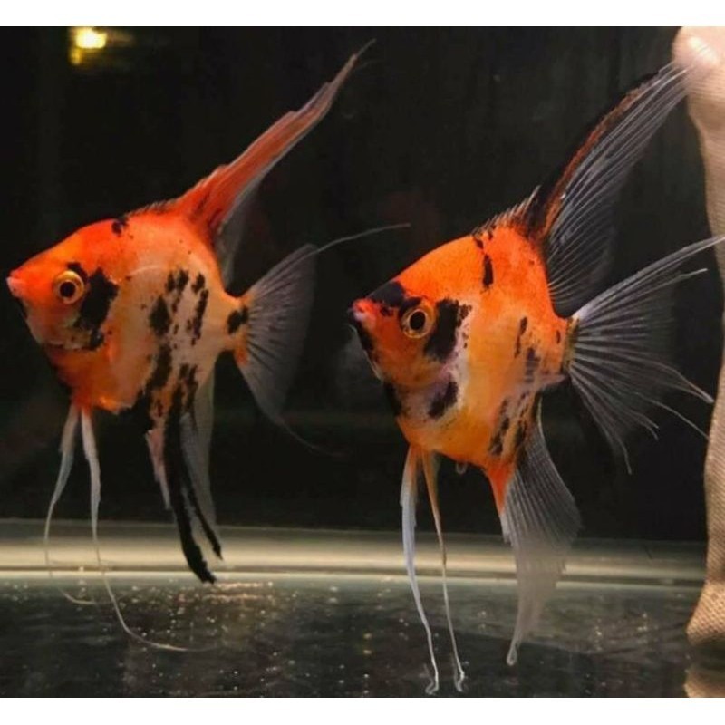 1kan Manfish Red Devil Veiltail / Slayer Prediksi SEPASANG uk 3-4 Cm - ETALASE AQUARIUM kebutuhan ak