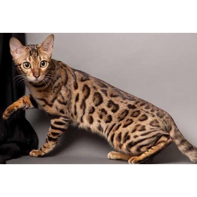 Kucing BENGAL betina