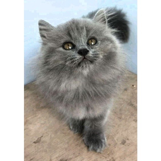 (RAS FLATNOSE BULU BLUE SOLID)KUCING PERSIA MEDIUM BLUE SOLID ABU SOLID BULU KAPAS PANJANG