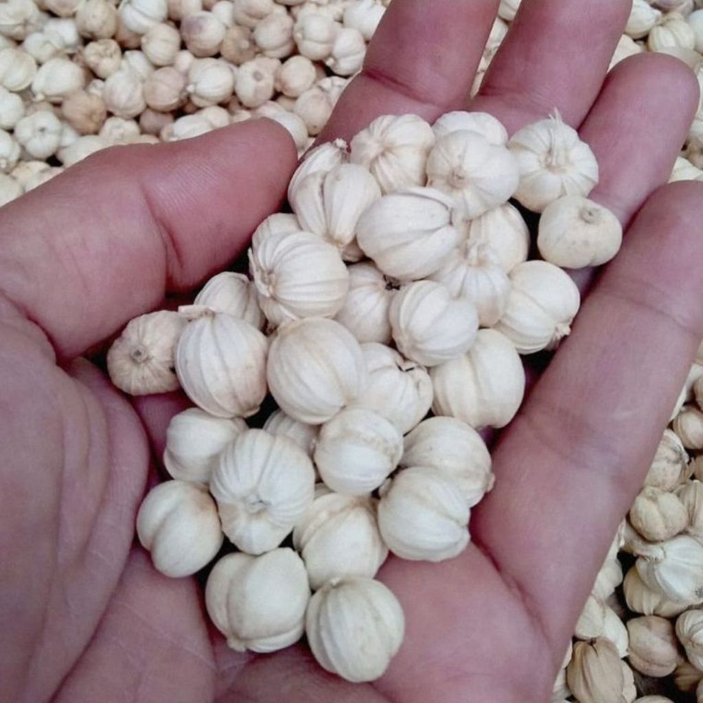 Kapulaga Kering Organik 1kg | kapulaga Jawa - Kapulaga Jawa 100gr / Kapulaga Lokal / Cardamon