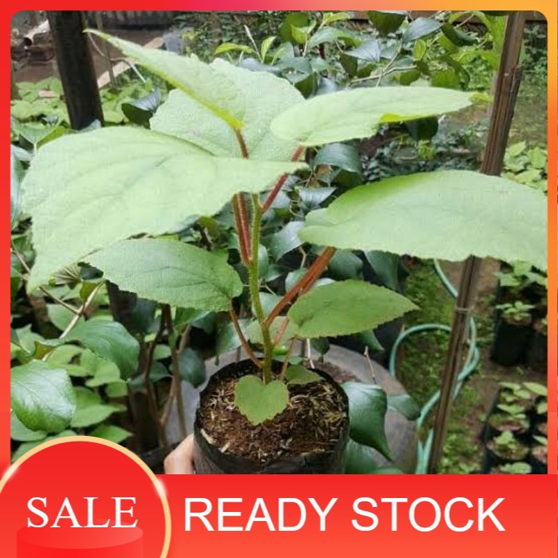 Bibit Tanaman Buah Kiwi Golden Import (Actinidia Deliciosa) - Bibit Buah Kiwi Siap Tanam