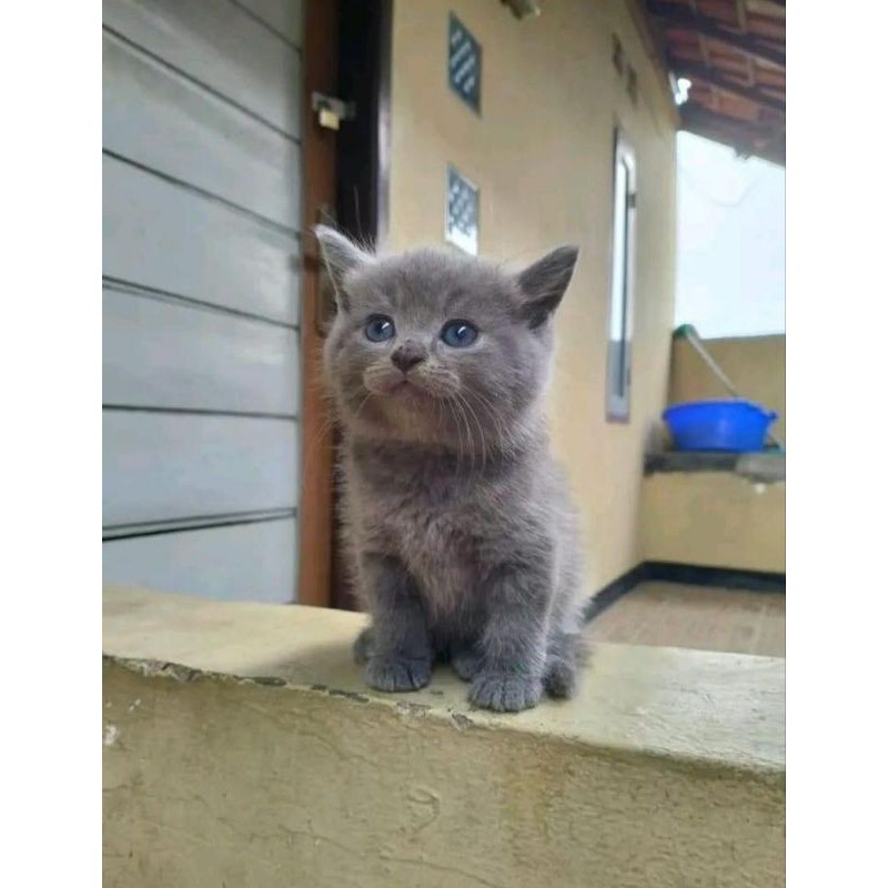 KUCING KITTEN BSH BLUE || BRITISH SHORT HAIR