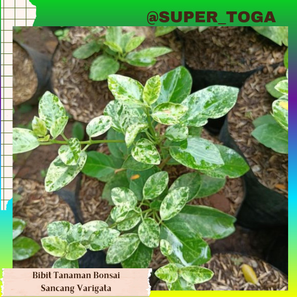 promo tanaman bonsai ( Bahan Bonsai ) bibit sancang varigata unggul bibit sancang hijau varigata