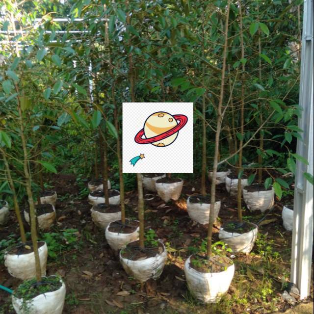 Bibit durian bawor tinggi 2 meter asli banyumas