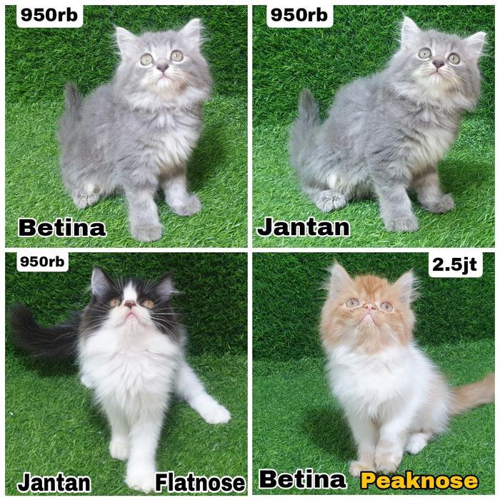 Kitten Garfield Norwegian norwegian British Shorthair Angora Mainecoon Persia Munchkin Scootish Fold