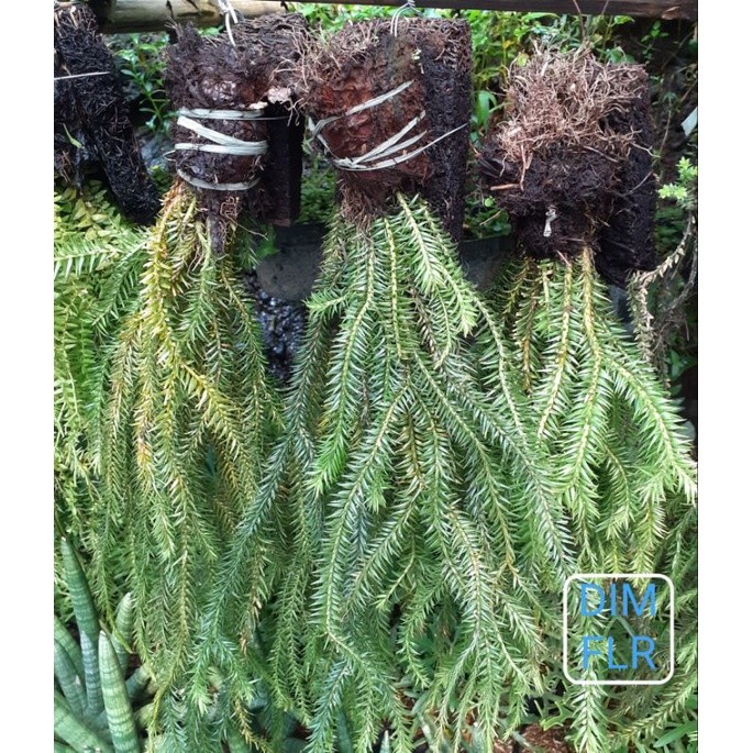 TANAMAN HIAS KADAKA KUMPAY