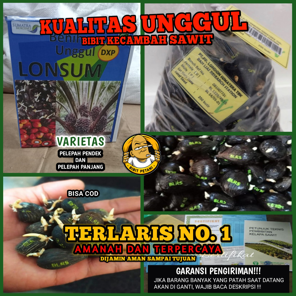 BENIH POLONG KECAMBAH BIBIT SAWIT DXP LONSUM UNGGUL MEDAN BERSERTIFIKAT PREMIUM ASLI PELEPAH PANJANG