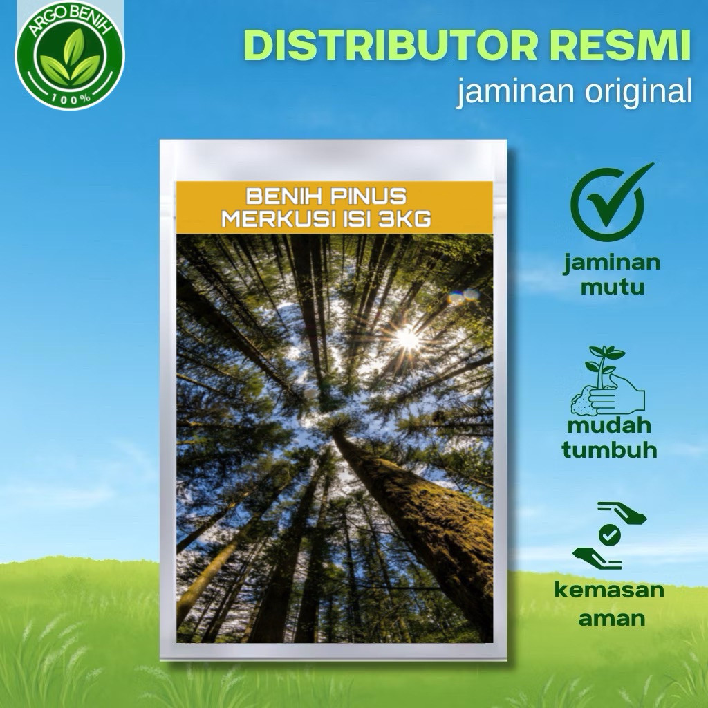 Benih Biji Pohon Pinus Merkusii 3KG siap semai Biji Tanaman Pinus Merkusii - BONUS 300 GRAM