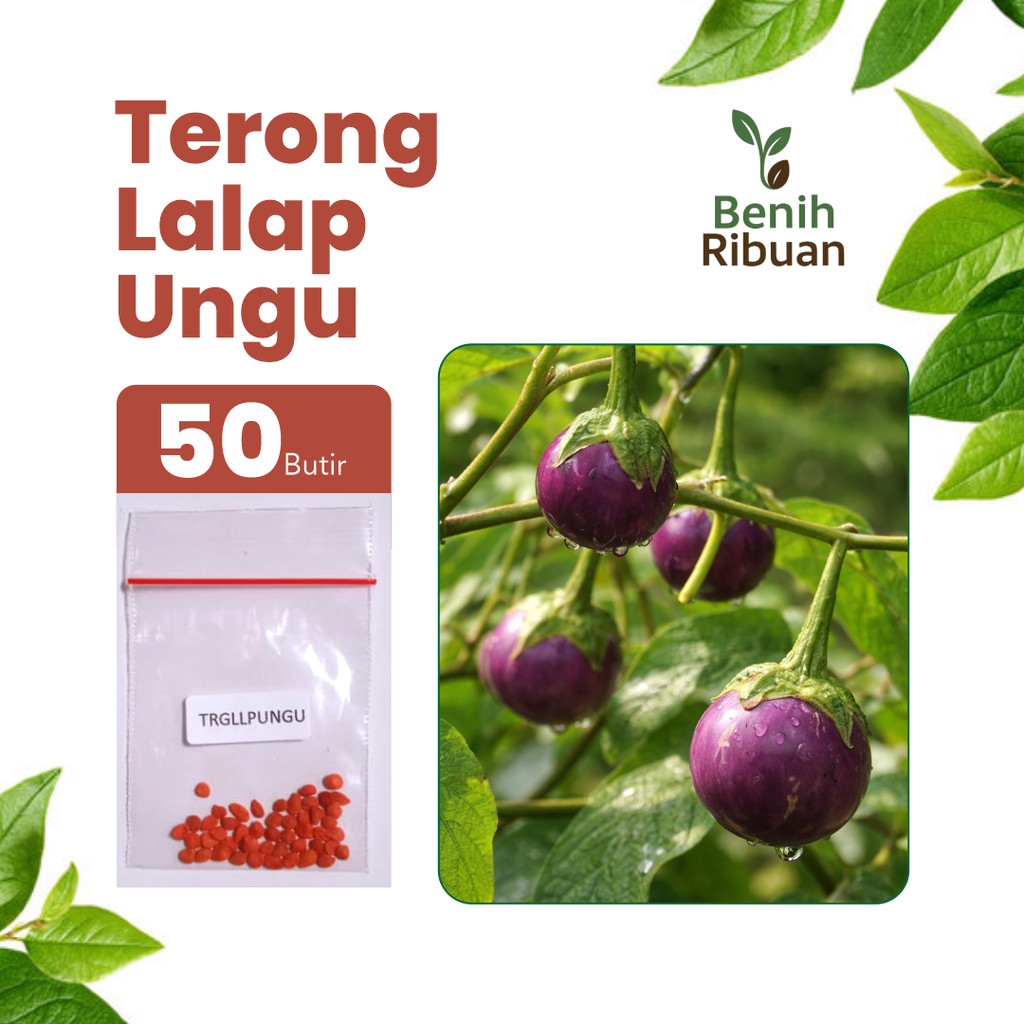 BENIH RIBUAN - Benih Terong Lalap Ungu Unggul, Bibit Terong Lalap Ungu Super Bibit Premium