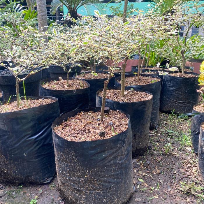 bibit pohon ketapang kencana variegata - tanaman ketapang kencana