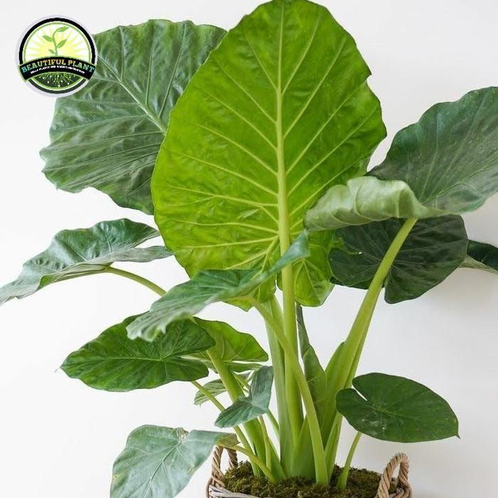 Bibit Pohon sente hijau - Pohon Lompong hijau