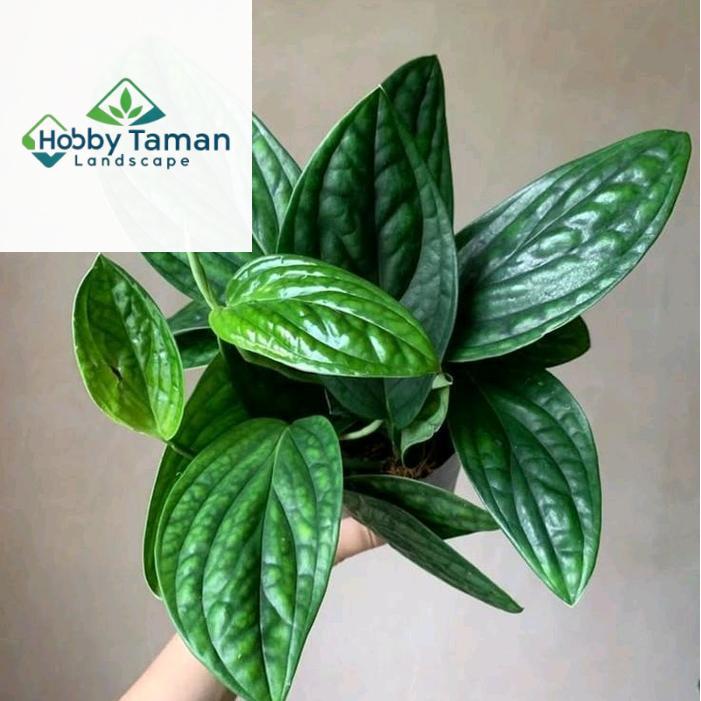 tanaman hias sirih badak - tanaman sirih badak