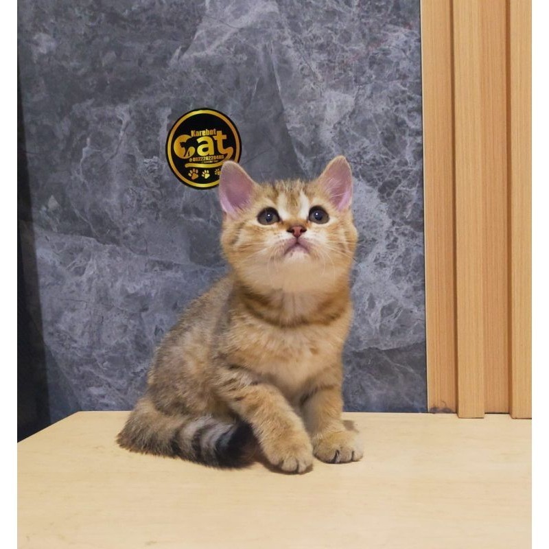 kucing shorthair golden