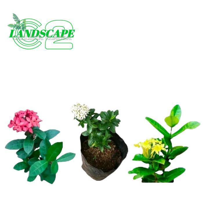 Paket 3 Tanaman Bunga Soka / Tanaman Hias Bunga Soka / Soka Bunga kuning / Soka Bunga Putih  Bibit b