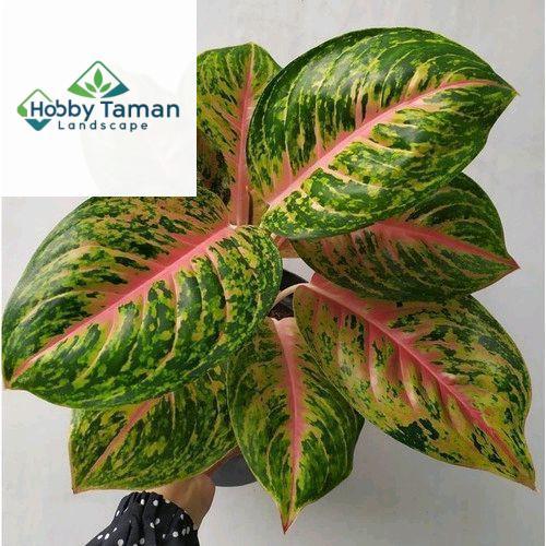 Big Papa Jumbo Cantik menor Tanaman Hias Aglonema Big Papa Jumbo Alami