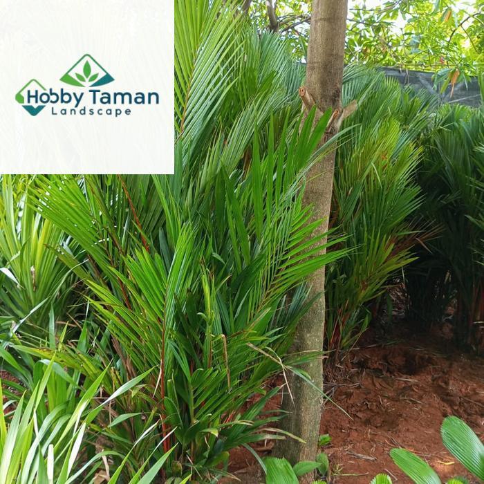 palem merah tinggi 2 meter