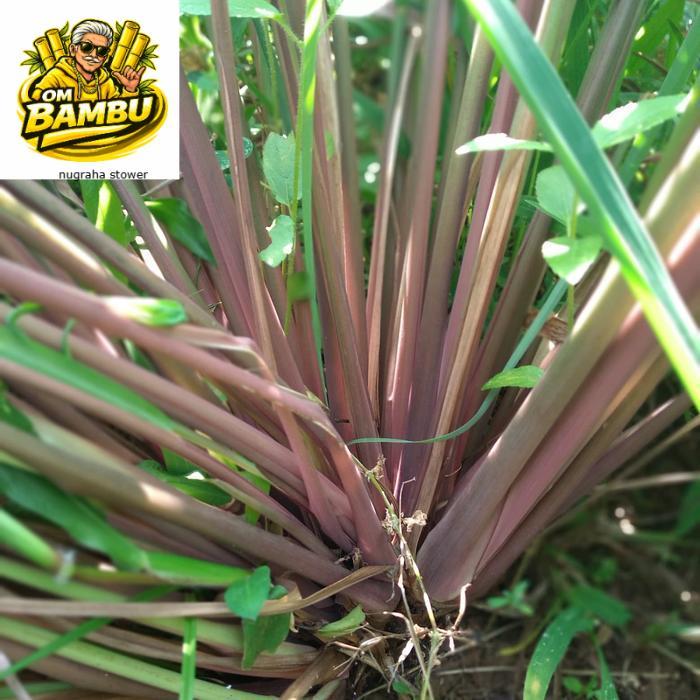 sereh wangi sereh merah/bibit 1 kg sereh wangi/sereh merah