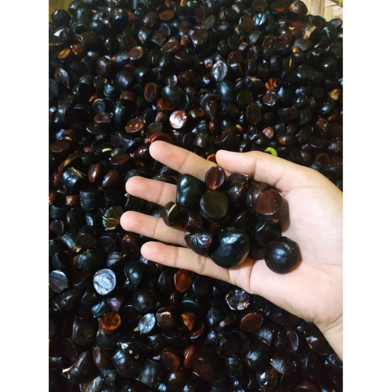 TERLARIS>> 100 gr Kabau Jolang Jaling Sumatera Lalapan Segar Penambah Nafsu Makan