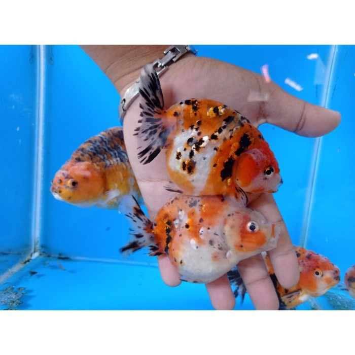 IKAN HIAS RANCU RANCHU PW 7-8 CM CALICO  / IKAN MAS KOKI RANCU CALICO IKAN HIAS AQUARIUM KOLAM