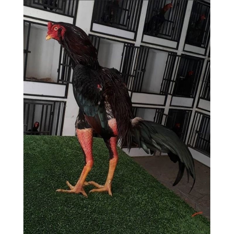 telur vertil ayam bangkok  impor petarung super F1/telur ayam vertil murah