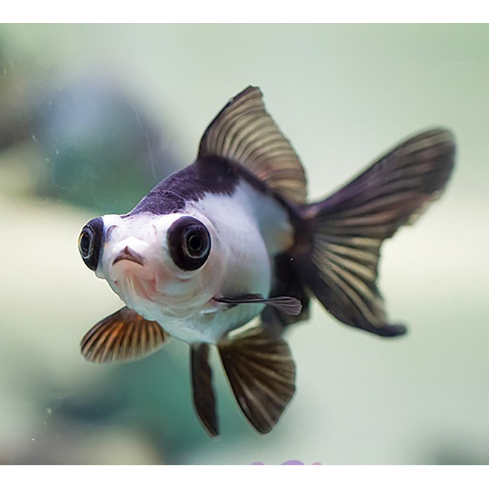 Koki Panda / Koki Black Panda / Ikan Koki Goldfish
