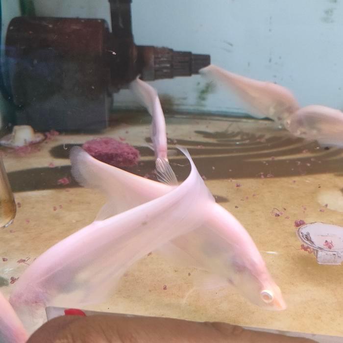 ikan belida albino sz 10-14 cm / balida albino