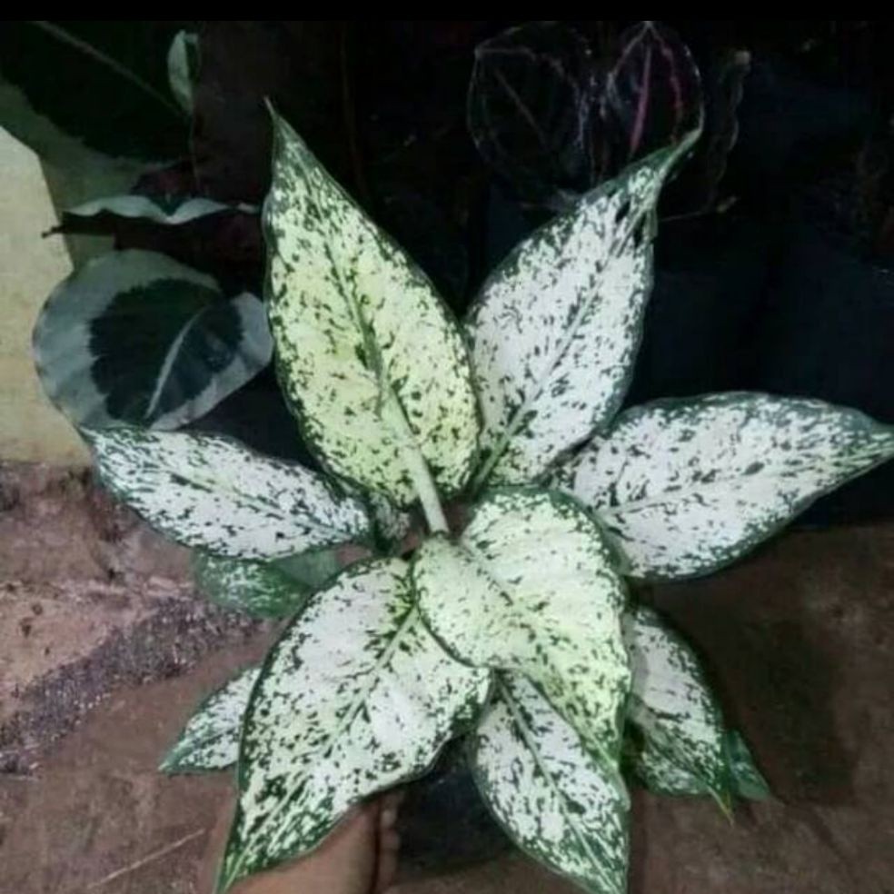 tanaman hias aglonema snow white - tanaman aglonema - pohon aglonema snow white - snow white