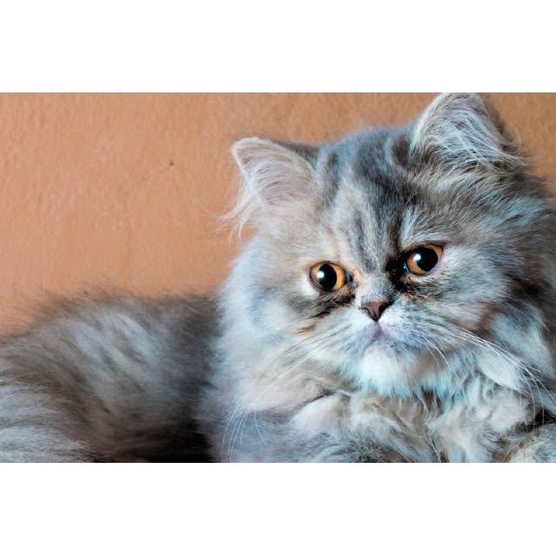 kucing persia himalaya