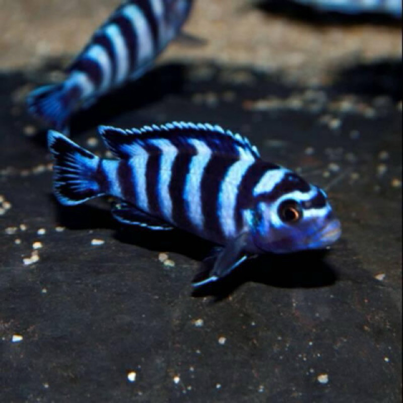 CICHLID DEMASONI PAKET 10 EKOR SEHAT