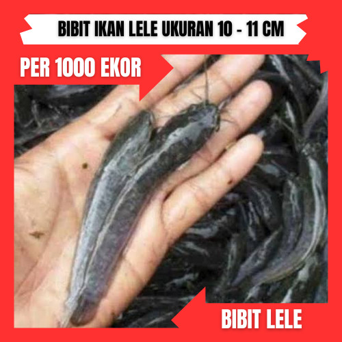 Bibit lele ukuran 10 - 11 cm per 1000 ekor