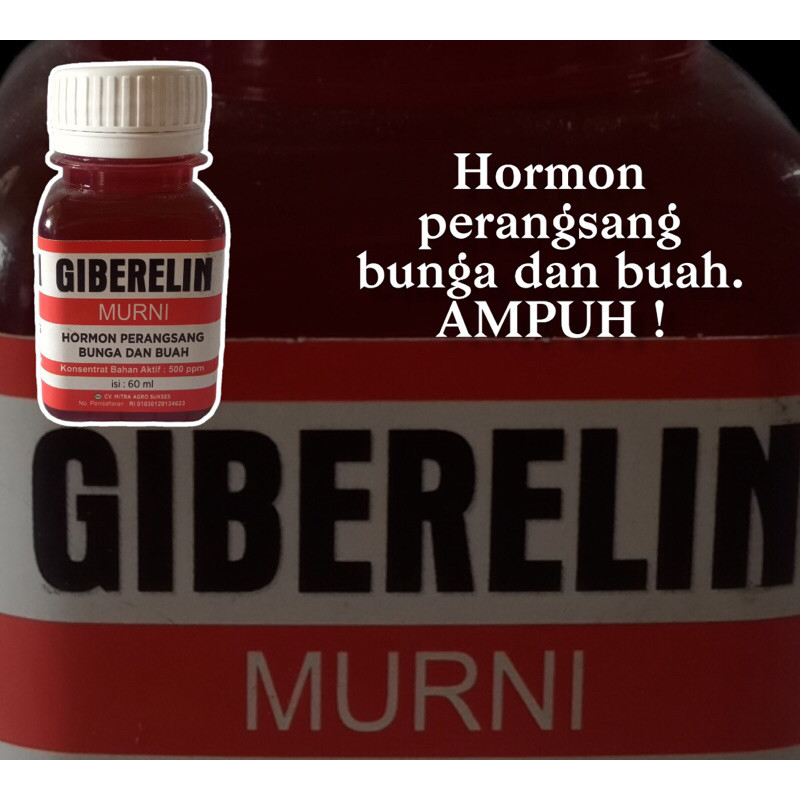 GIBERELIN 60ML