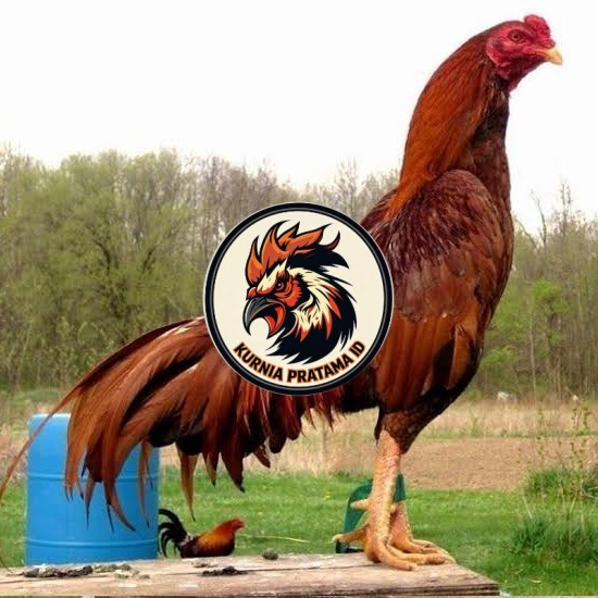 Telur ayam bangkok super petarung aduan fertil untuk ditetaskan KURNIA PRATAMA ID