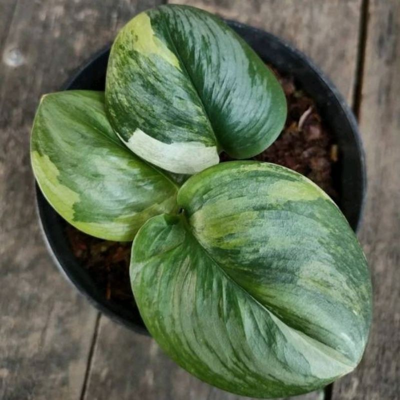 Tanaman Hias Scindapsus Rubicon/ Sc.Moonlight Galaxy Variegata